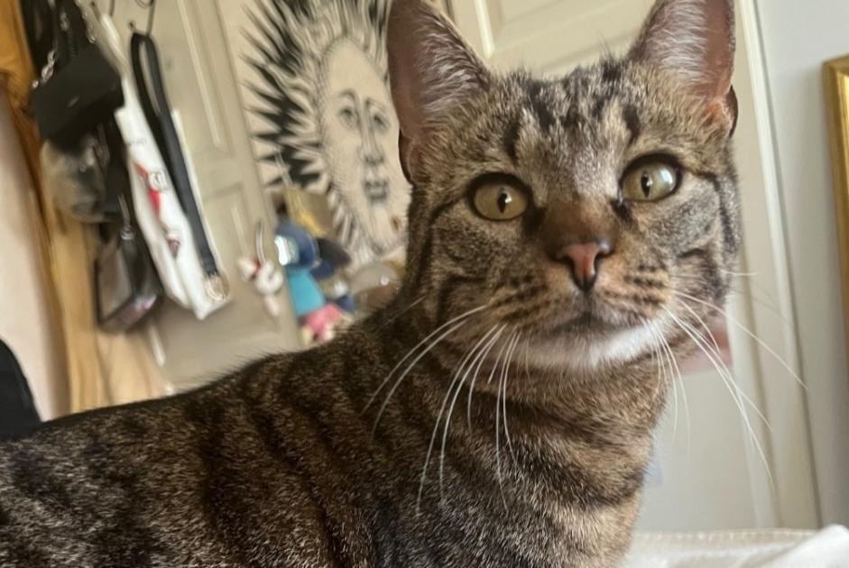 Discovery alert Cat  Male Yverdon-les-Bains Switzerland