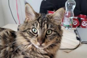 Disappearance alert Cat miscegenation Female , 4 years Corcelles-près-Payerne Switzerland