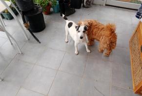 Discovery alert Dog  Male Bellegarde-Poussieu France