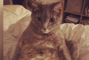 Disappearance alert Cat Male , 14 years Neuchâtel Switzerland