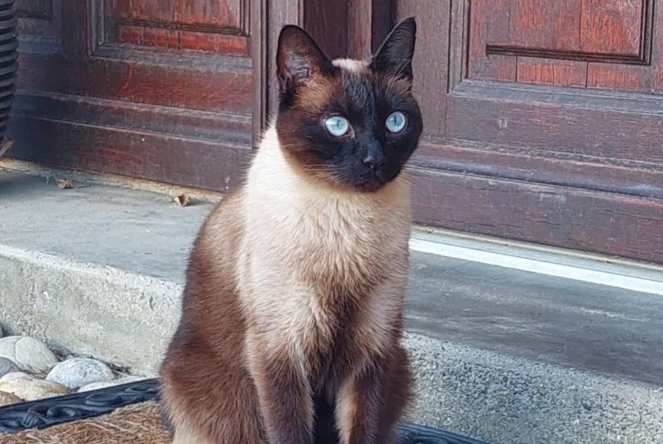 Disappearance alert Cat  Male , 8 years Assens Switzerland