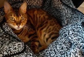 Disappearance alert Cat  Female , 13 years Echandens Switzerland