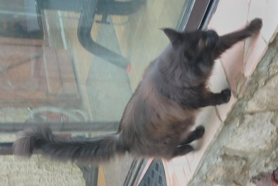 Alerta de Desaparición Gato  Hembra , 11 años Le Beausset Francia