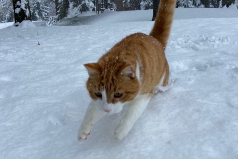 Alerta de Desaparición Gato Macho , 8 años Fribourg Suiza