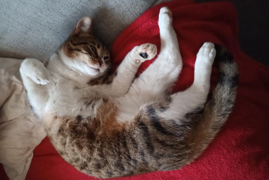 Alerta de Desaparición Gato Macho , 2 años Doische Bélgica