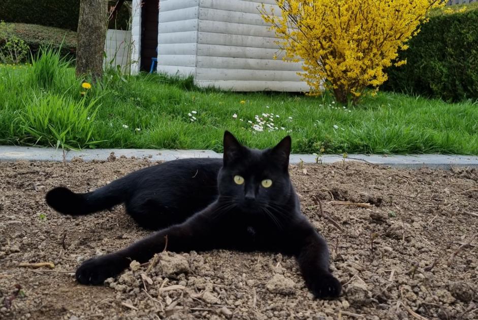 Alerta de Desaparición Gato Hembra , 2 años Daillens Suiza