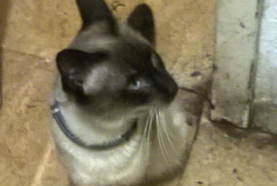 Alerta de Desaparición Gato  Macho , 4 años Cleon Francia