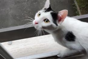Alerta de Desaparición Gato Hembra , 2 años Bex Suiza