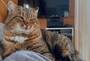 Alerta de Desaparición Gato Macho , 15 años Leytron Suiza