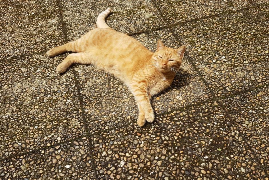 Alerta de Desaparición Gato Macho , 2 años Dardilly Francia