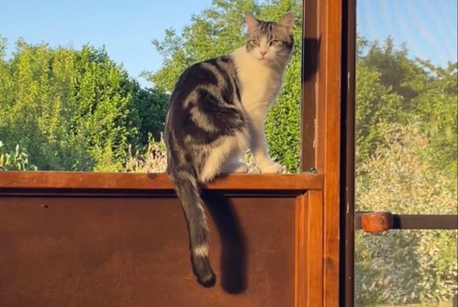 Alerta de Desaparición Gato Macho , 2 años Andenne Bélgica