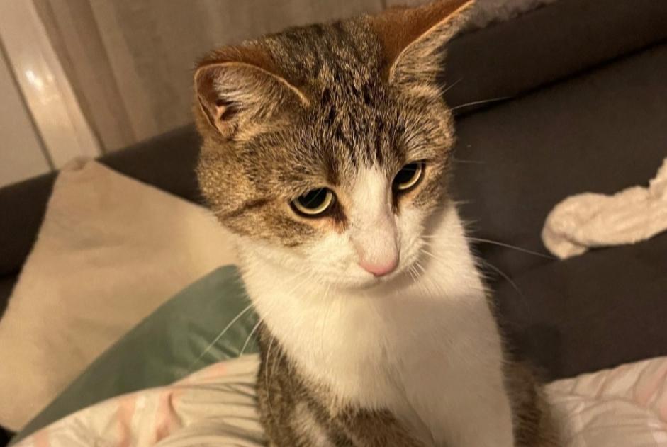 Alerta de Desaparición Gato cruce Macho , 3 años Martigny Suiza