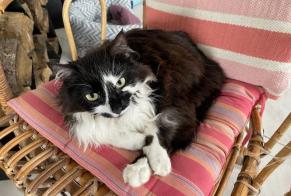 Alerta de Desaparición Gato Hembra , 3 años Fey Suiza