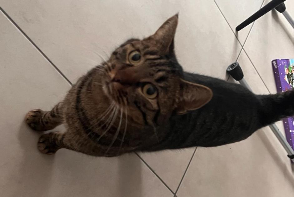 Alerta de Desaparición Gato Hembra , 5 años Oytier-Saint-Oblas Francia