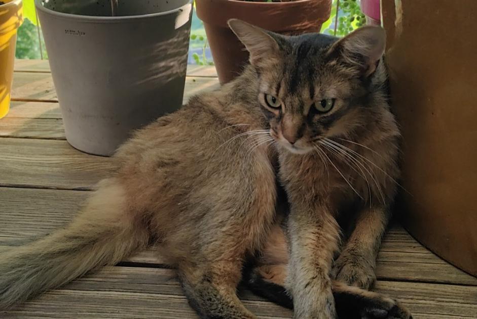 Alerta de Desaparición Gato  Macho , 2 años Bourg-en-Lavaux Suiza