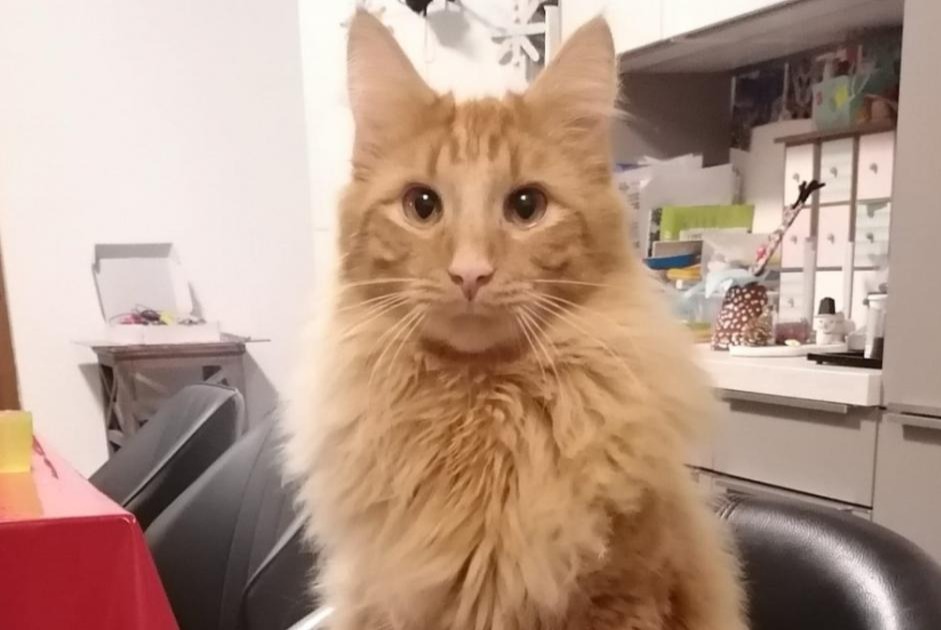 Alerta de Desaparición Gato Macho , 1 años Val-de-Ruz Suiza