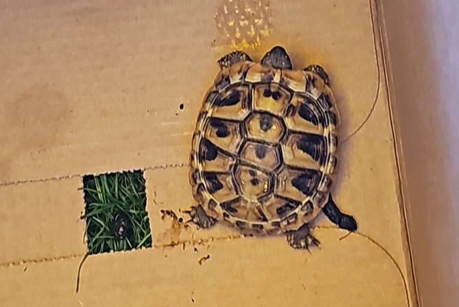 Alerta de Hallazgo Tortuga Desconocido Monthey Suiza