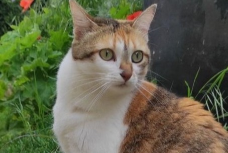 Alerta de Desaparición Gato  Hembra , 4 años Nonette-Orsonnette Francia