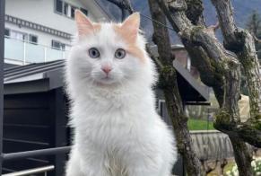 Alerta de Desaparición Gato  Hembra , 1 años Villeneuve Suiza