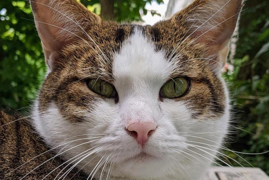 Alerta de Desaparición Gato cruce Macho , 7 años Bern Suiza