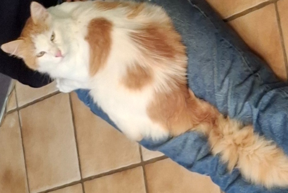 Alerta de Desaparición Gato cruce Macho , 6 años Villaz Suiza