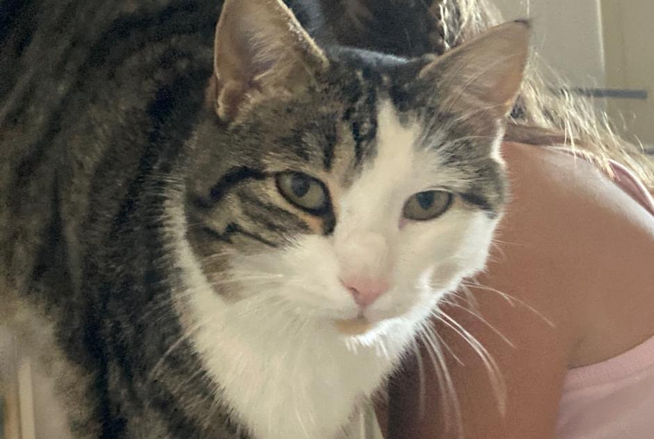 Alerta de Desaparición Gato Macho , 4 años Basel Suiza