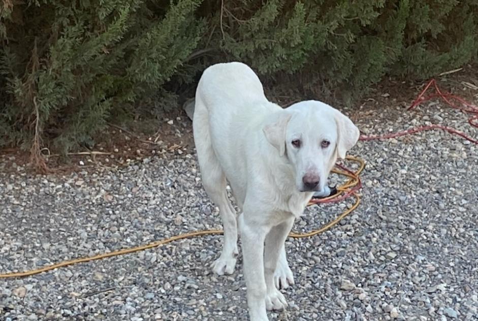 Alerta de Hallazgo Perro cruce Hembra Los Yesos España