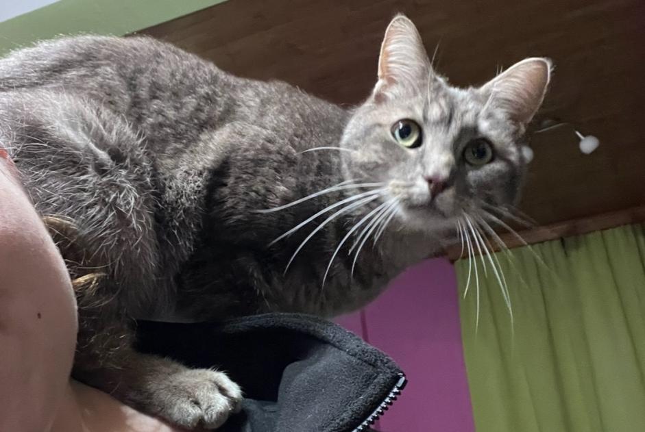 Alerta de Desaparición Gato Macho , 3 años Binche Bélgica