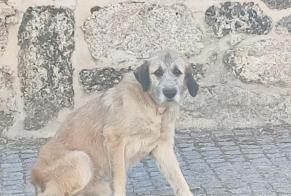 Alerta de Hallazgo Perro Macho Aldeia do Bpo. Portugal