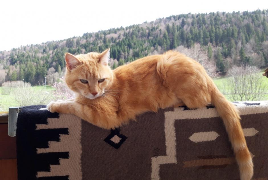 Alerta de Desaparición Gato  Macho , 11 años Vallorbe Suiza