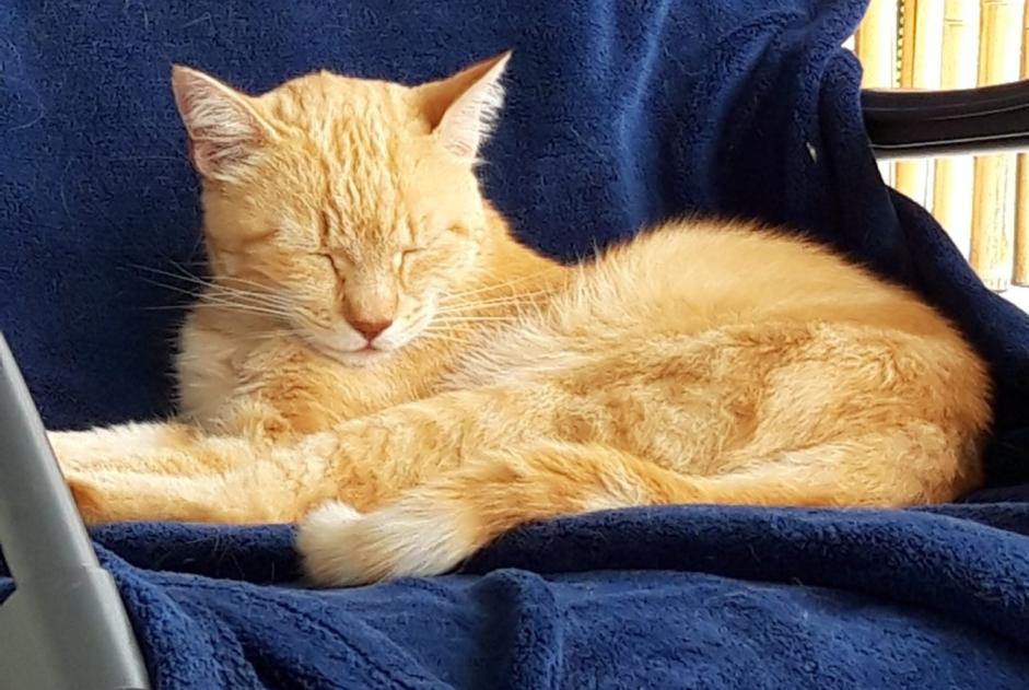 Alerta de Desaparición Gato  Macho , 11 años Vallorbe Suiza