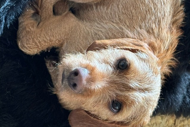 Alerta de Desaparición Perro  Macho , 1 años Corsier Suiza