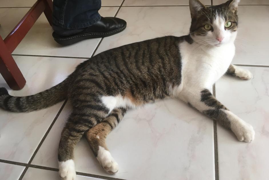 Alerta de Desaparición Gato Macho , 6 años Le Mouret Suiza