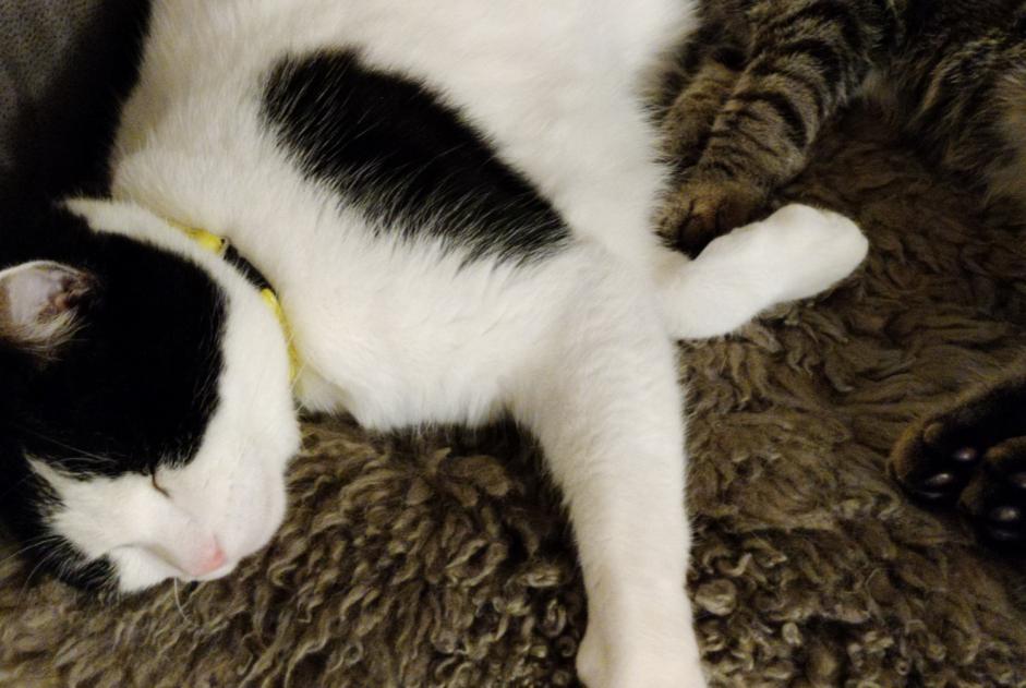 Alerta de Desaparición Gato cruce Macho , 7 años Crésuz Suiza