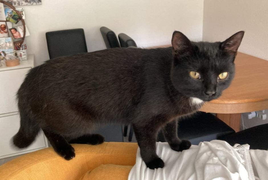 Alerta de Desaparición Gato Hembra , 1 años Le Mouret Suiza