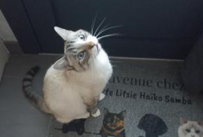 Alerta de Desaparición Gato Macho , 3 años Sèvremoine Francia