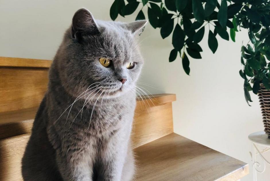 Alerta de Desaparición Gato  Macho , 10 años Morges Suiza