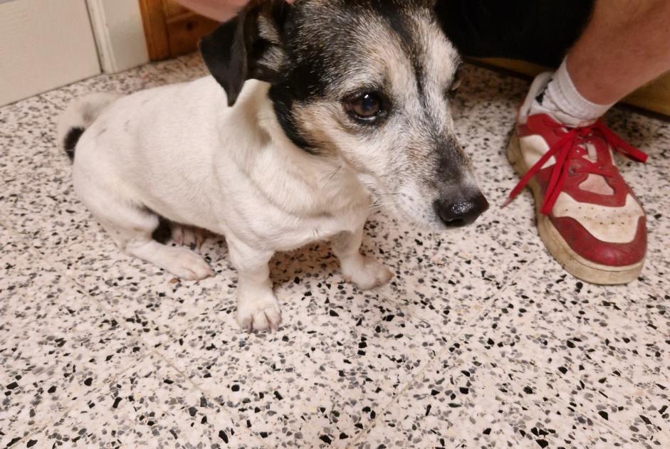 Alerta de Hallazgo Perro  Hembra Éghezée Bélgica