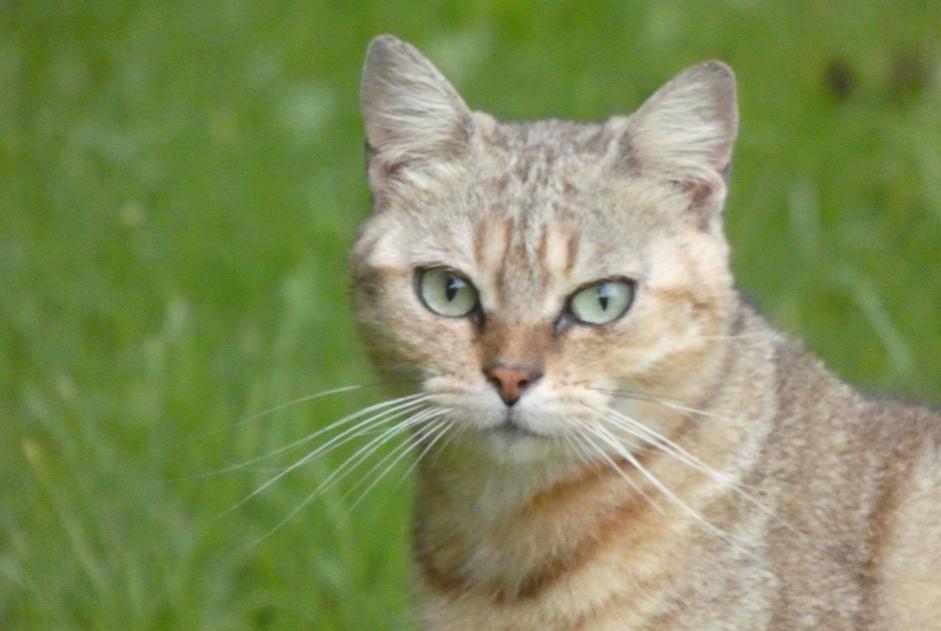 Alerta de Desaparición Gato  Hembra , 2 años Ceton Francia