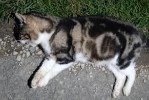 Alerta de Hallazgo Gato cruce Desconocido Baulmes Suiza