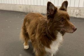 Alerta de Hallazgo Perro  Desconocido Neuchâtel Suiza