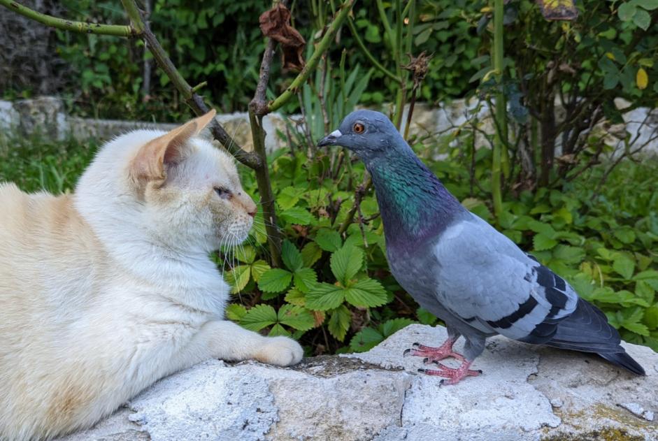 Alerta de Desaparición Pájaro Macho , 2024 años Nyon Suiza