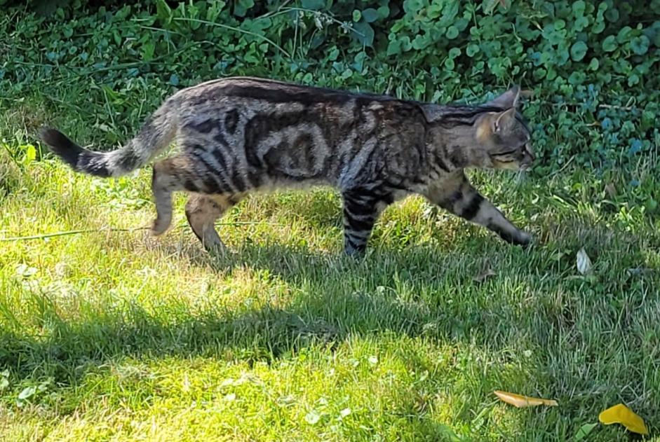 Alerta de Desaparición Gato cruce Macho , 1 años Ottignies-Louvain-la-Neuve Bélgica