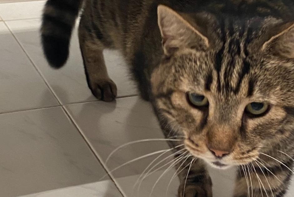 Alerta de Desaparición Gato  Macho , 12 años Cannes Francia