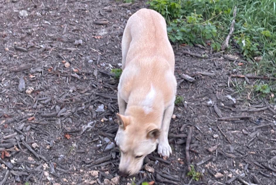 Alerta de Desaparición Perro  Macho , 1 años Polaincourt-et-Clairefontaine Francia