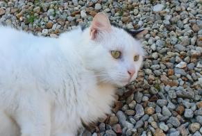 Alerta de Hallazgo Gato cruce Desconocido Brie Francia