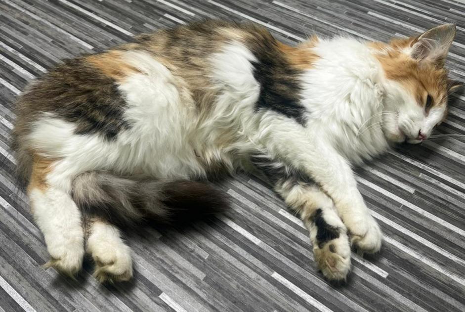 Alerta de Hallazgo Gato  Hembra Vuiteboeuf Suiza