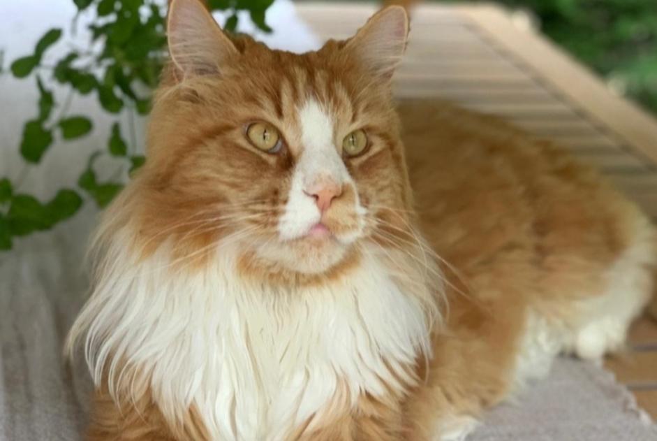 Alerta de Desaparición Gato  Macho , 3 años Cologny Suiza