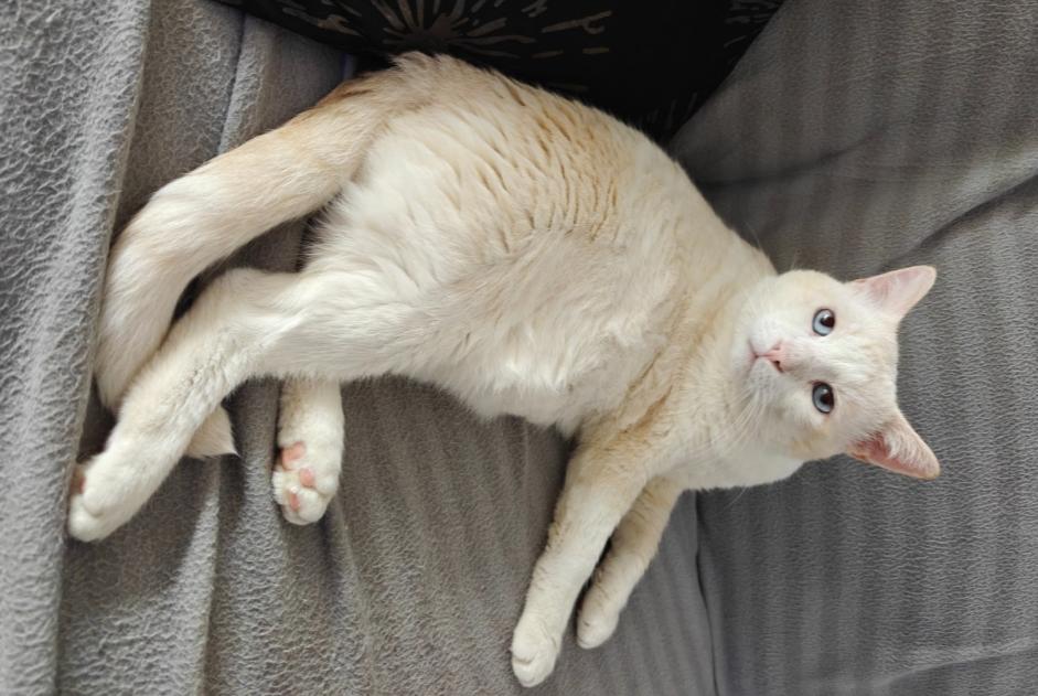 Alerta de Desaparición Gato  Macho , 4 años Sion Suiza