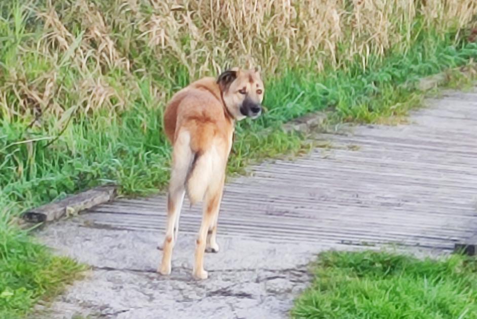 Alerta de Hallazgo Perro Desconocido Choulex Suiza